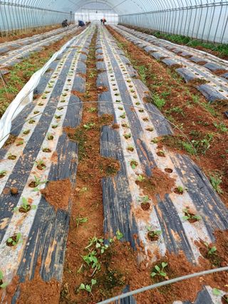 결단이님의 기타작물 · 영농일지 작성글 사진