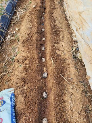 정택님의 기타작물 · 영농일지 작성글 사진