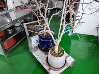 김용대님의 기타작물 · 영농일지 작성글 사진