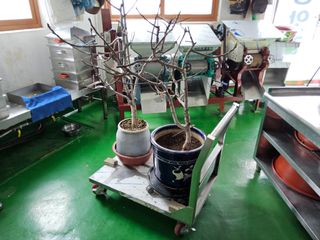 김용대님의 기타작물 · 영농일지 작성글 사진