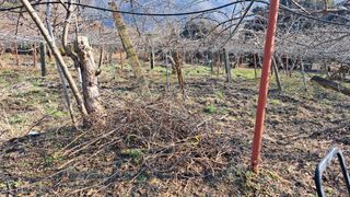 태능김동수님의 기타작물 · 영농일지 작성글 사진