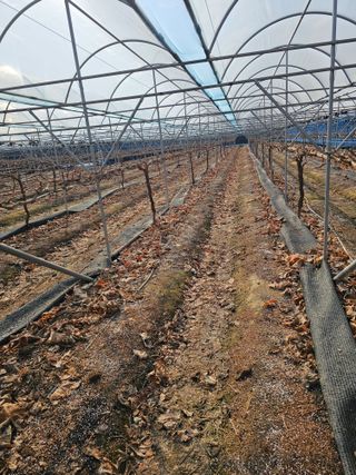 최순호님의 포도 · 영농일지 작성글 사진