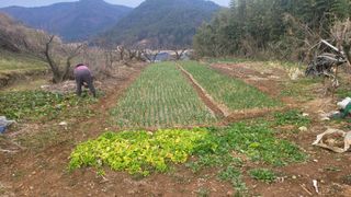 정정치님의 기타작물 · 영농일지 작성글 사진