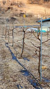 팜모닝 기타작물·영농일지 게시글 이미지