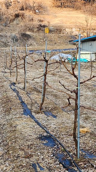 남상호 님의 기타작물 · 영농일지 작성글 사진