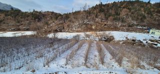 장봉덕님의 기타작물 · 영농일지 작성글 사진