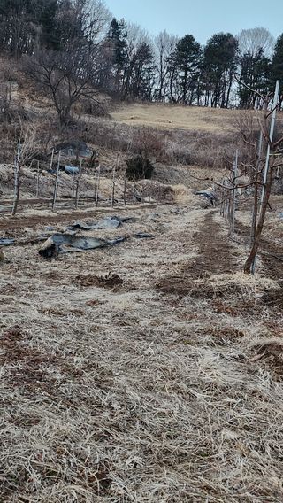 남상호 님의 기타작물 · 영농일지 작성글 사진