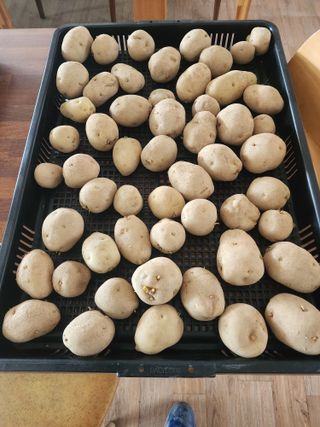 차태현님의 기타작물 · 영농일지 작성글 사진