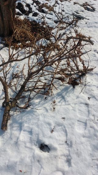 Blackbear님의 기타작물 · 영농일지 작성글 사진