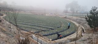 김정은님의 마늘 · 영농일지 작성글 사진