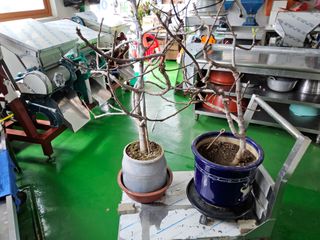 김용대님의 기타작물 · 영농일지 작성글 사진