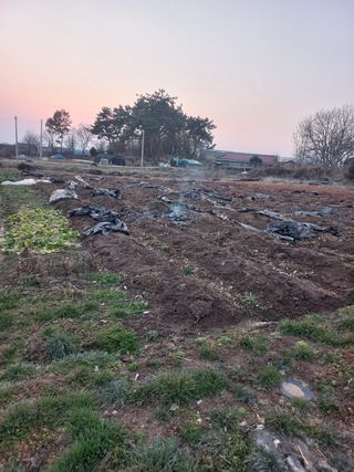 오웅진님의 고추 · 영농일지 작성글 사진