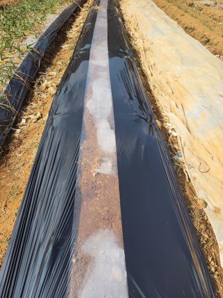 정택님의 기타작물 · 영농일지 작성글 사진