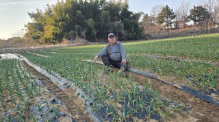 소병기 정직한농장님의 마늘 · 영농일지 작성글 사진