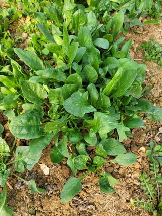 원탑님의 기타작물 · 영농일지 작성글 사진