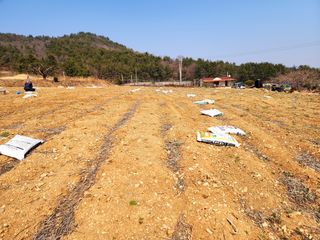 공실이님의 콩 · 영농일지 작성글 사진