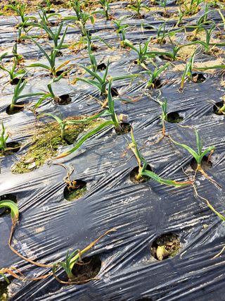 좋은인연원님의 기타작물 · 영농일지 작성글 사진