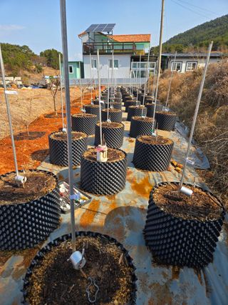 큐체리원님의 기타작물 · 영농일지 작성글 사진