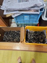 팜모닝 감자·영농일지 게시글 이미지