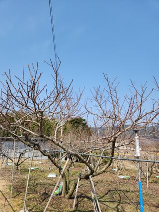 키다리님의 감 · 영농일지 작성글 사진