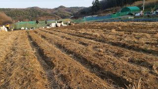 오정식님의 두릅 · 영농일지 작성글 사진