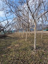 팜모닝 기타작물·영농일지 게시글 이미지