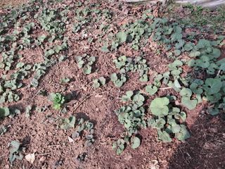 최한기님의 기타작물 · 영농일지 작성글 사진