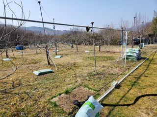 키다리님의 감 · 영농일지 작성글 사진