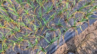 서정욱님의 마늘 · 영농일지 작성글 사진