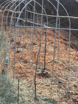 김연숙님의 기타작물 · 영농일지 작성글 사진