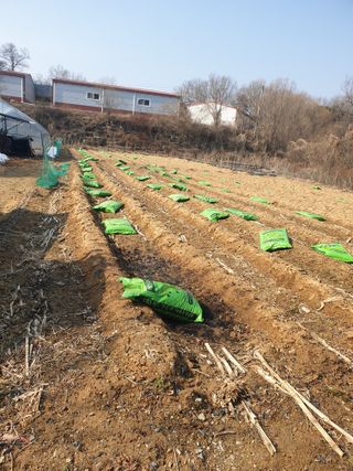 샤이니바다님의 기타작물 · 영농일지 작성글 사진