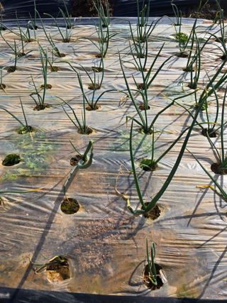 소병기 정직한농장님의 마늘 · 영농일지 작성글 사진