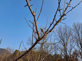 형남영님의 감자 · 영농일지 작성글 사진