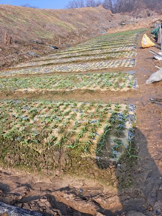 좋은인연원님의 기타작물 · 영농일지 작성글 사진