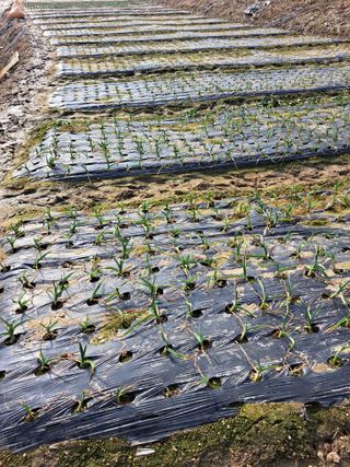 좋은인연원님의 기타작물 · 영농일지 작성글 사진