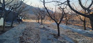 엄성열님의 기타작물 · 영농일지 작성글 사진