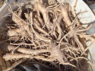 한정술님의 기타작물 · 영농일지 작성글 사진