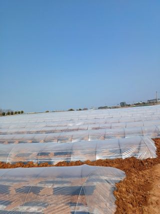 결단이님의 기타작물 · 영농일지 작성글 사진