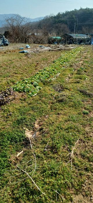 이강재님의 감자 · 영농일지 작성글 사진
