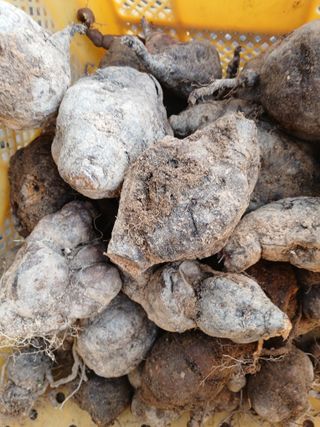 맞춤포도 드론방제님의 기타작물 · 영농일지 작성글 사진