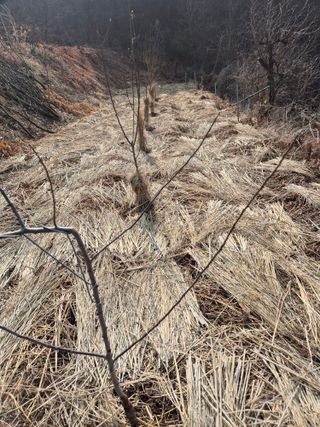 김연숙님의 기타작물 · 영농일지 작성글 사진