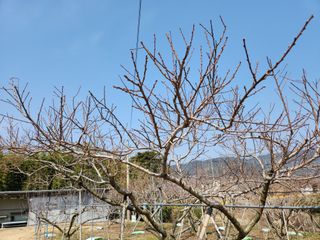 키다리님의 감 · 영농일지 작성글 사진