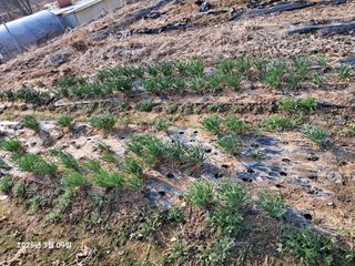 노재영님의 기타작물 · 영농일지 작성글 사진