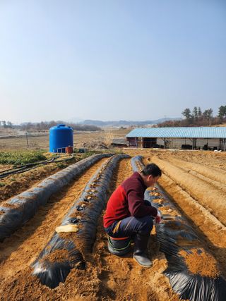 황미순님의 기타작물 · 영농일지 작성글 사진