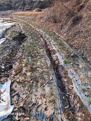 노재영님의 기타작물 · 영농일지 작성글 사진