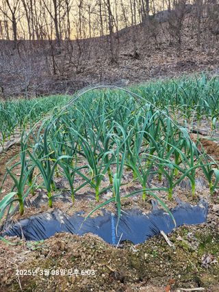 박선춘님의 마늘 · 영농일지 작성글 사진