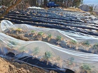 형남영님의 감자 · 영농일지 작성글 사진