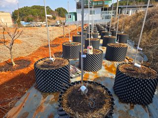 큐체리원님의 기타작물 · 영농일지 작성글 사진