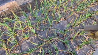 서정욱님의 마늘 · 영농일지 작성글 사진