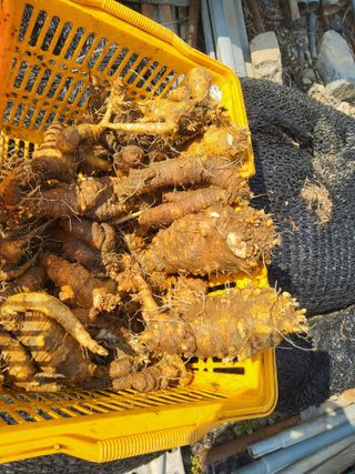 회인농부님의 기타작물 · 영농일지 작성글 사진